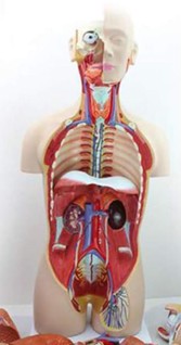 MODELO ANATÓMICO DE TORSO HUMANO PARA ENSEÑANZA SECUNDARIA