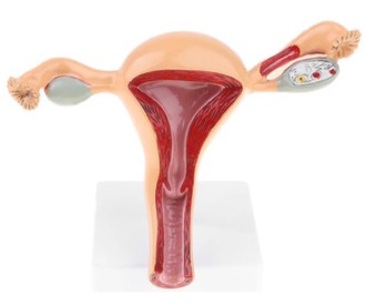 MÓDULO DE ANATOMÍA FEMENINA Y DESARROLLO EMBRIONARIO PARA TORSO EDUCACIONAL